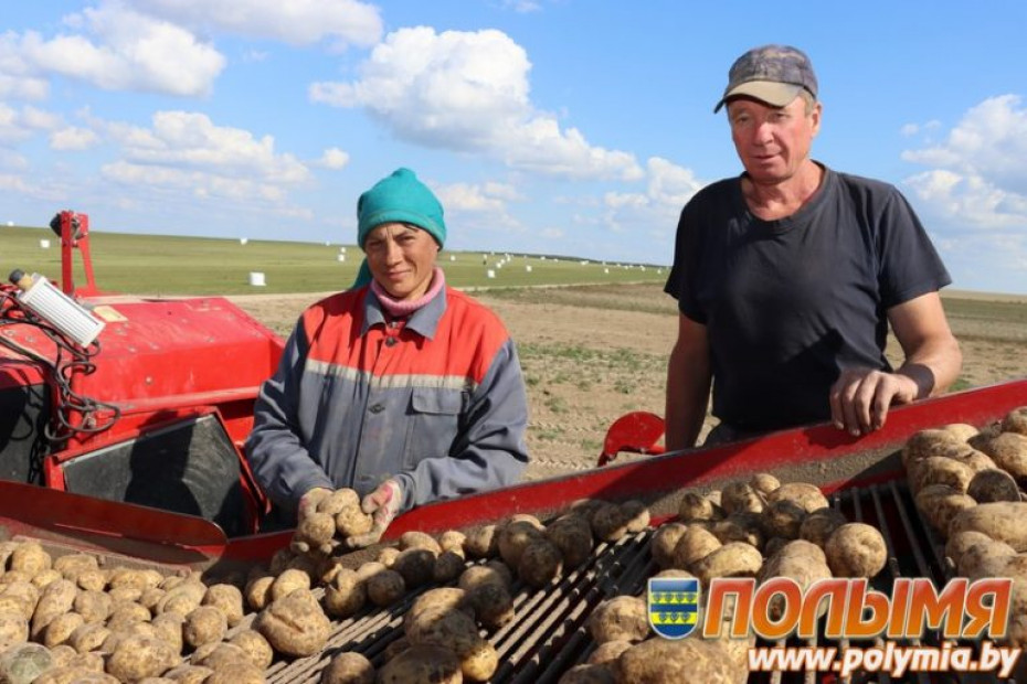 Семенной картофель из Кореличского района экспортируется в страны ЕЭС и СНГ